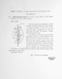 Elsinoe populi image